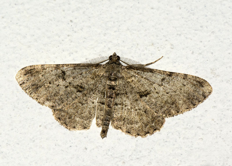 Geometridae - Peribatodes rhomboidaria